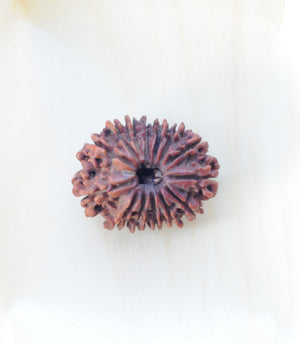 14 Mukhi Rudraksha by Gemkart