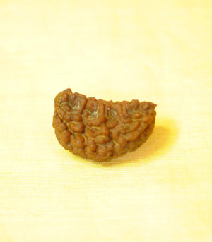 1 Mukhi Rudraksha by Gemkart