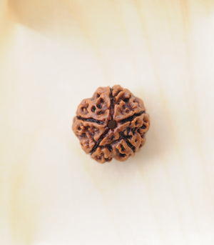 5 Mukhi Rudraksha by Gemkart