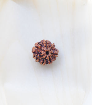 7 Mukhi Rudraksha by Gemkart