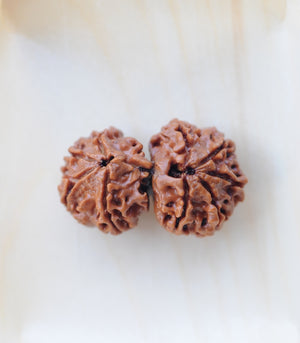 Gauri Shankar Rudraksha by Gemkart